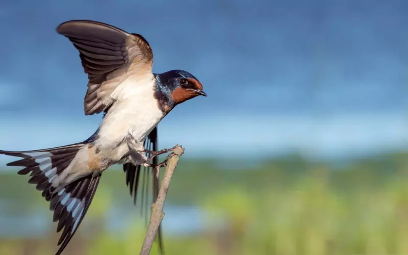 Threats to Barn Swallow