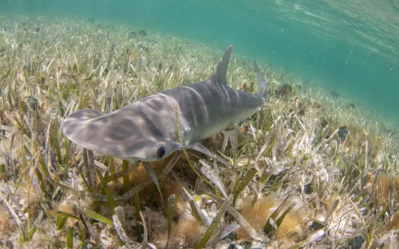 Threats to Bonnethead Shark