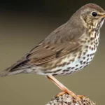 Thrush