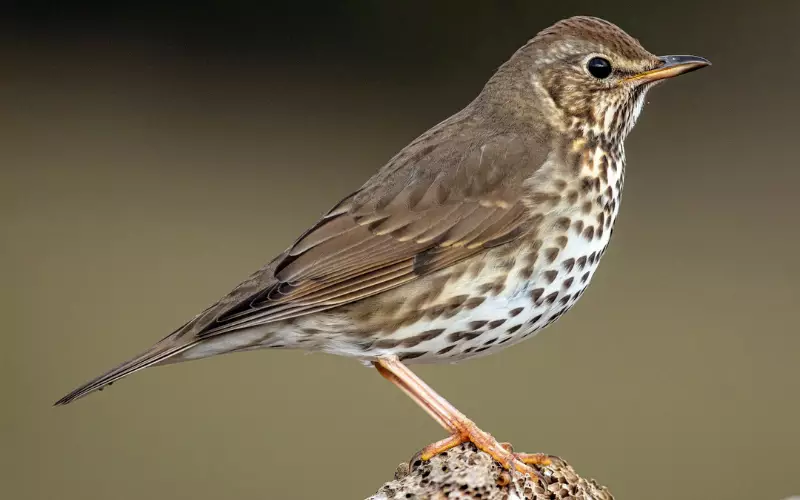 Thrush