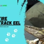 Tire Track Eel