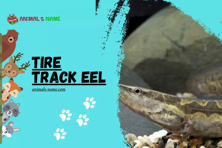 Tire Track Eel