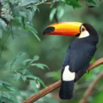 Toucan