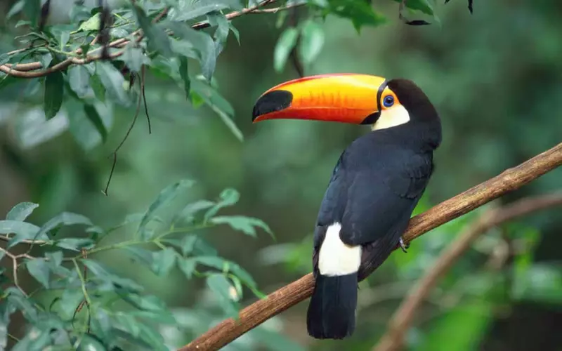 Toucan