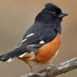 Towhee