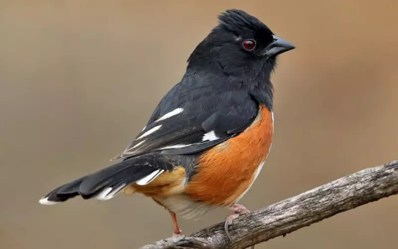 Towhee