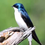 Tree swallow