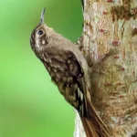 Treecreeper