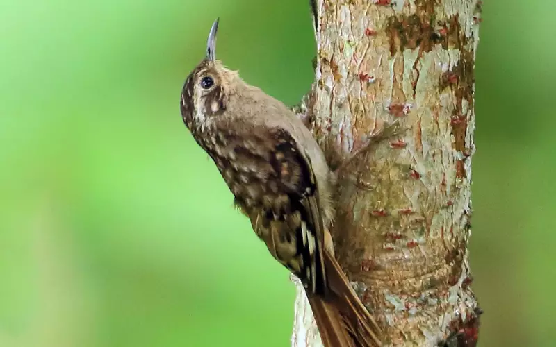 Treecreeper