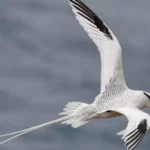 Tropicbird