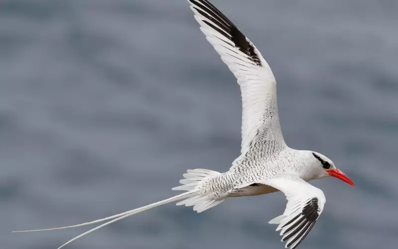 Tropicbird