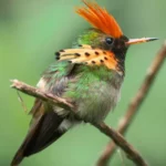 Tufted Coquette