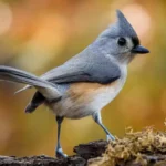 Tufted Titmouse