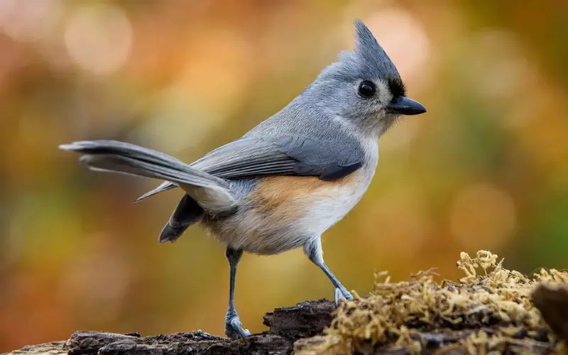 Tufted Titmouse