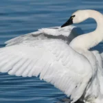 Tundra Swan