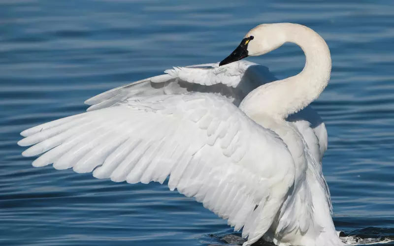 Tundra Swan