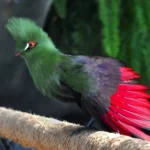 Turaco