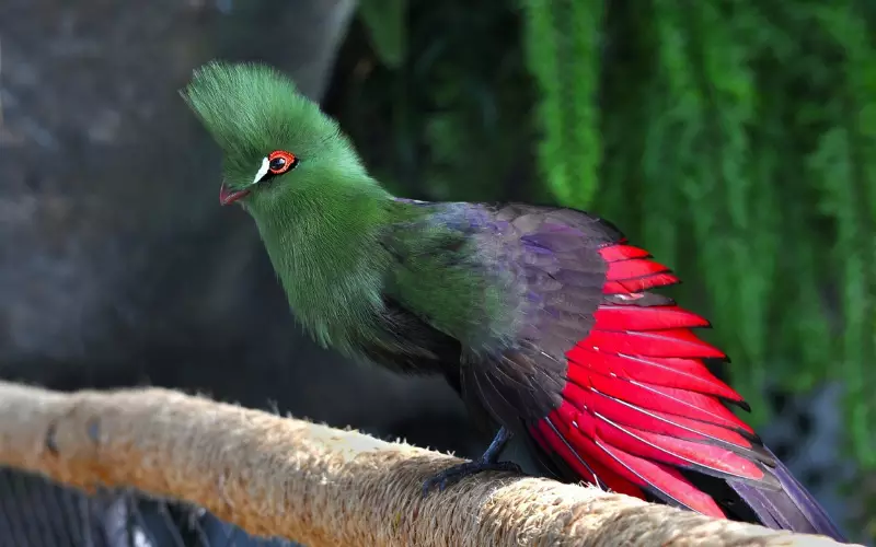 Turaco