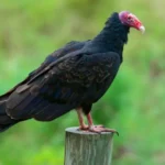 Turkey Vulture