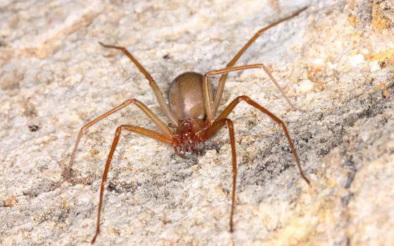 Types Of Chilean Recluse Spider