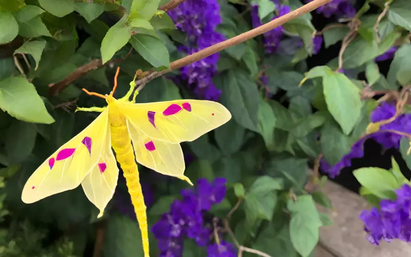 Types Of Comet Moth