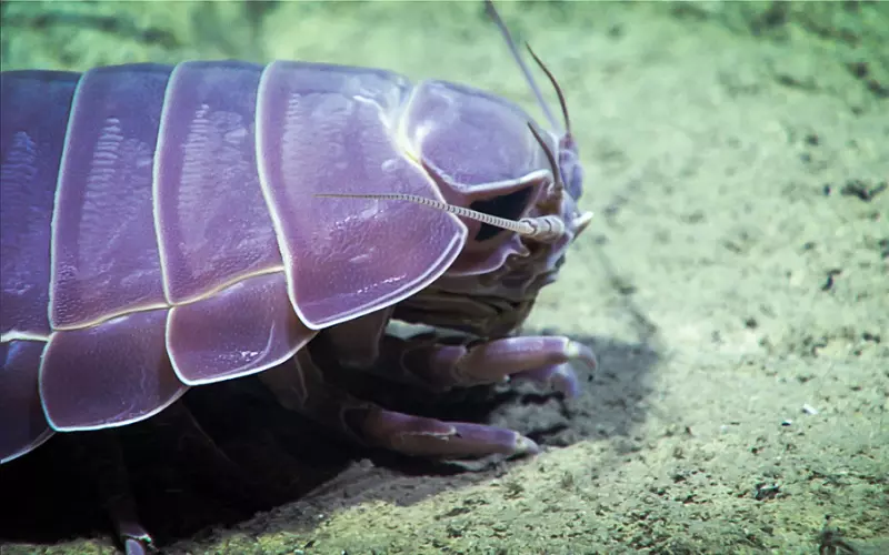 Types Of Giant Isopod