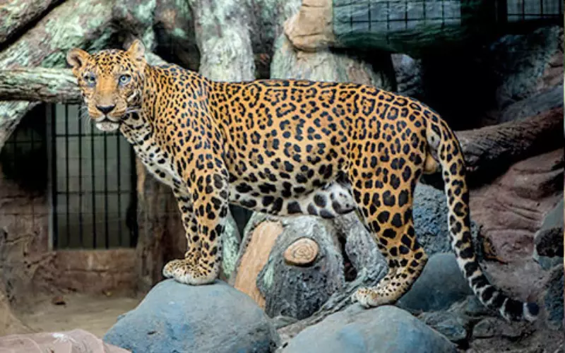 Types Of Javan Leopard