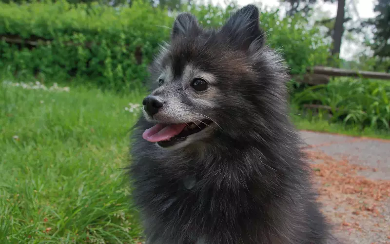 Types Of Papillon Mix