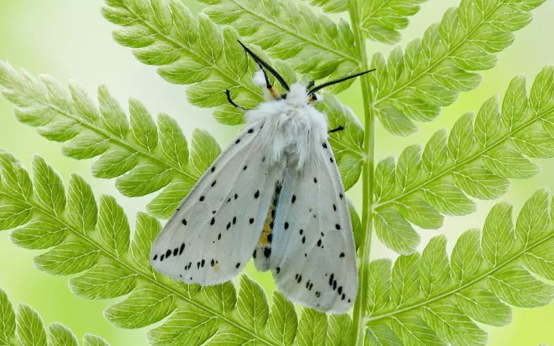 Types Of White Moths