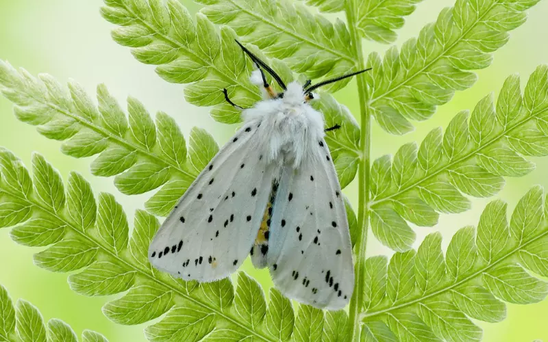 Discover The Symbolism Of White Moths And Its Meaning - Animals Name