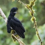 Umbrellabird