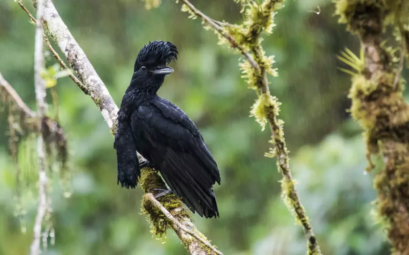 Umbrellabird