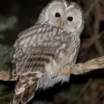 Ural owl