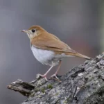 Veery