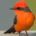 Vermilion Flycatcher