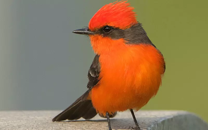 Vermilion Flycatcher