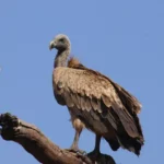 Vulture