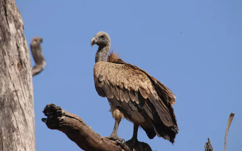 Vulture