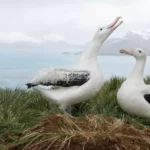 Wandering Albatross