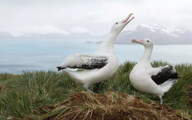 Wandering Albatross