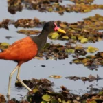 Wattled Jacana