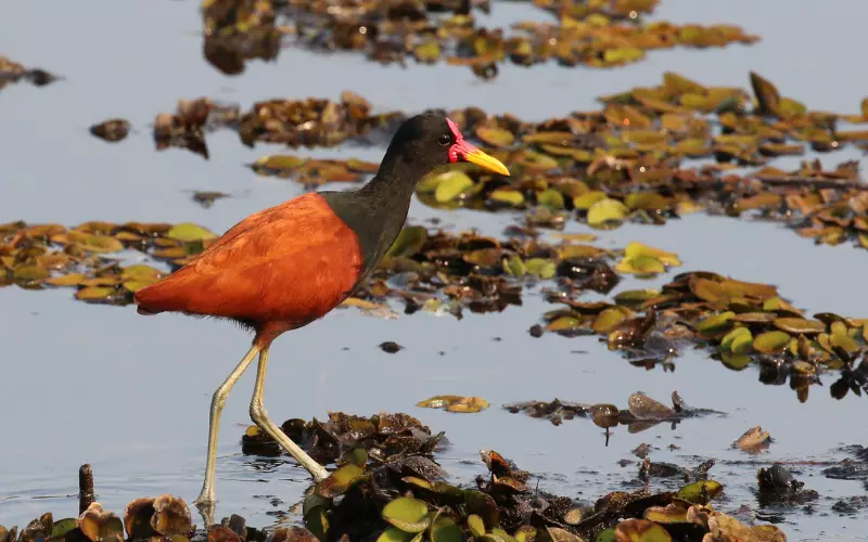 Wattled Jacana