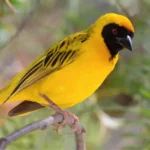 Weaver Bird