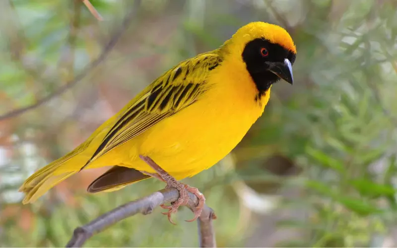 Weaver Bird