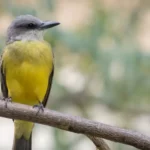 Western Kingbird