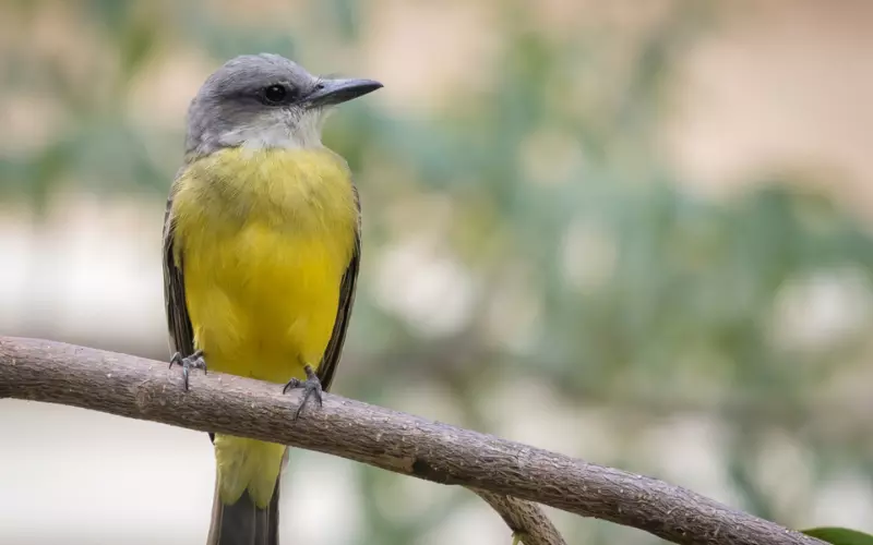 Western Kingbird