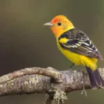 Western Tanager