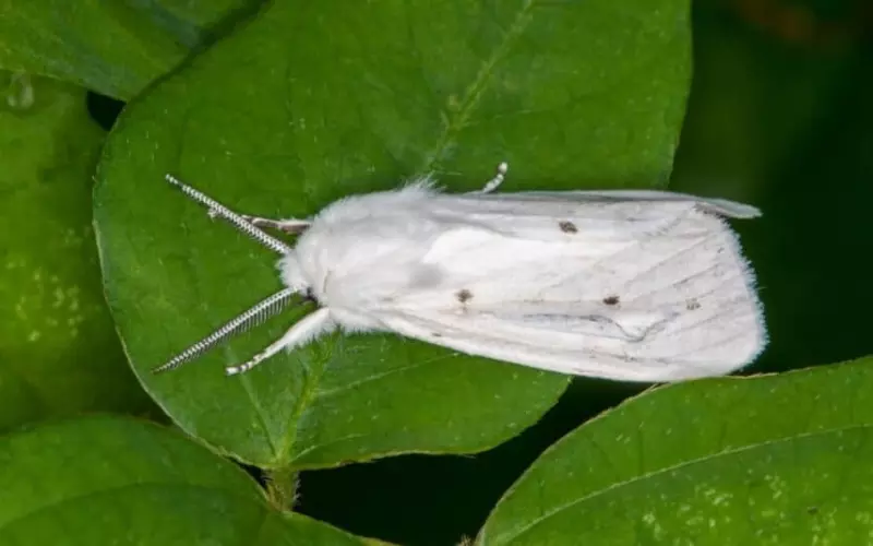 What Do White Moths Symbolize In Love