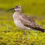 Whimbrel