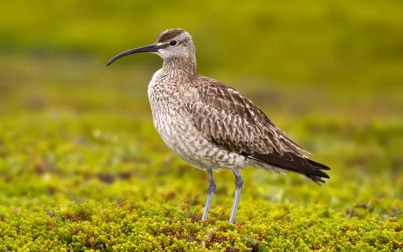 Whimbrel